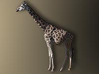 Nord-Giraffe